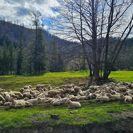 Gosciniec Kuznice Apartment